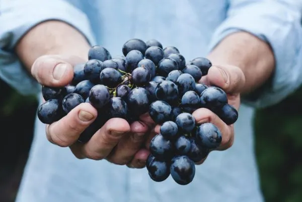 concord grape wine recipe