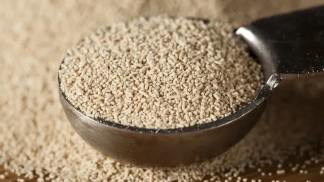 winemaking yeast