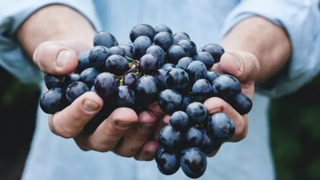 concord grape wine recipe