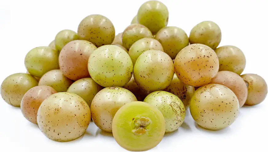 Scuppernong for wine