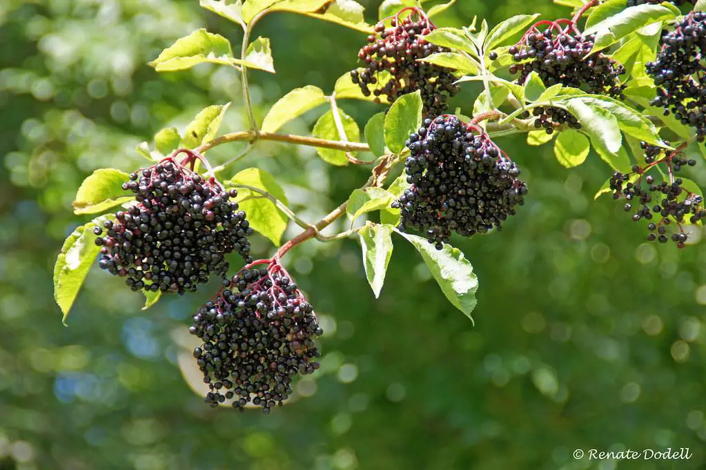 elderberries for wine