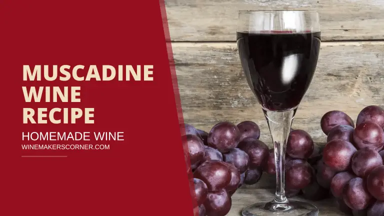 muscadine wine recipe